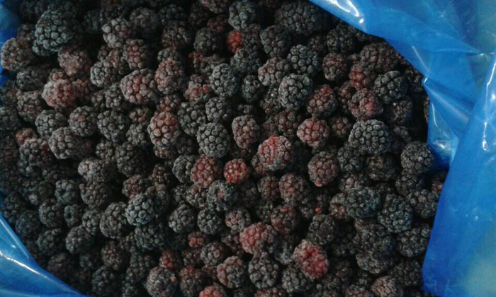 IQF Blackberry